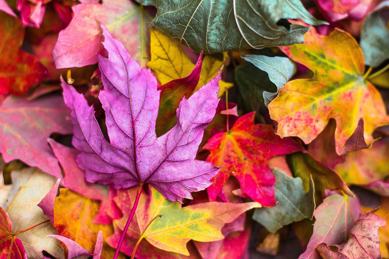 紅葉を楽しむ温泉宿泊のペア専用プランは絶景貸切露天付きでどこがおすすめ？