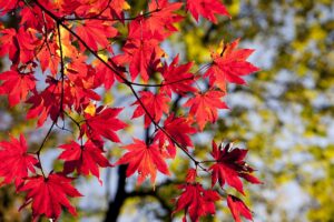 紅葉を楽しむ絶景温泉宿泊のペア旅行おすすめ宿泊プランは？