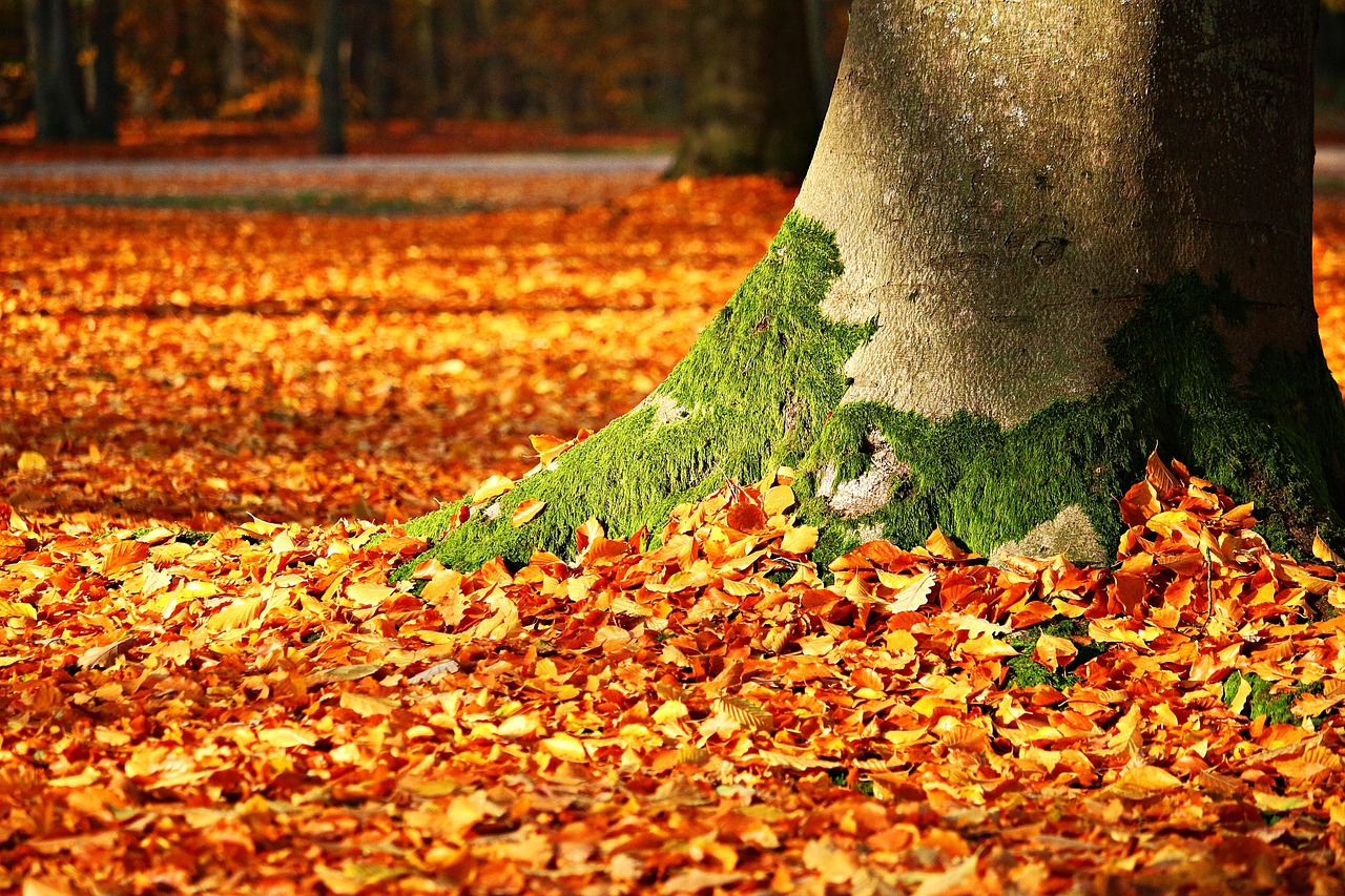 紅葉前線の動向を知るための最適な情報源は？