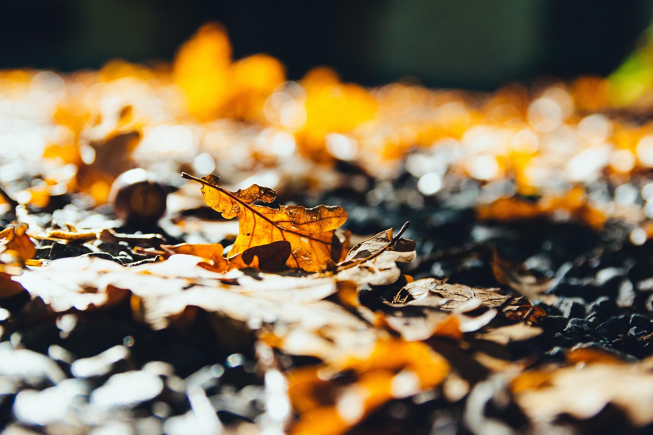 紅葉前線の最新情報とおすすめ観賞スポットは？