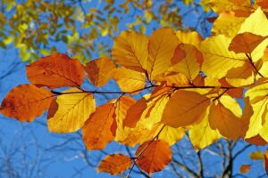 紅葉が見える温泉宿で楽しむペア向けおすすめ宿泊プランは？