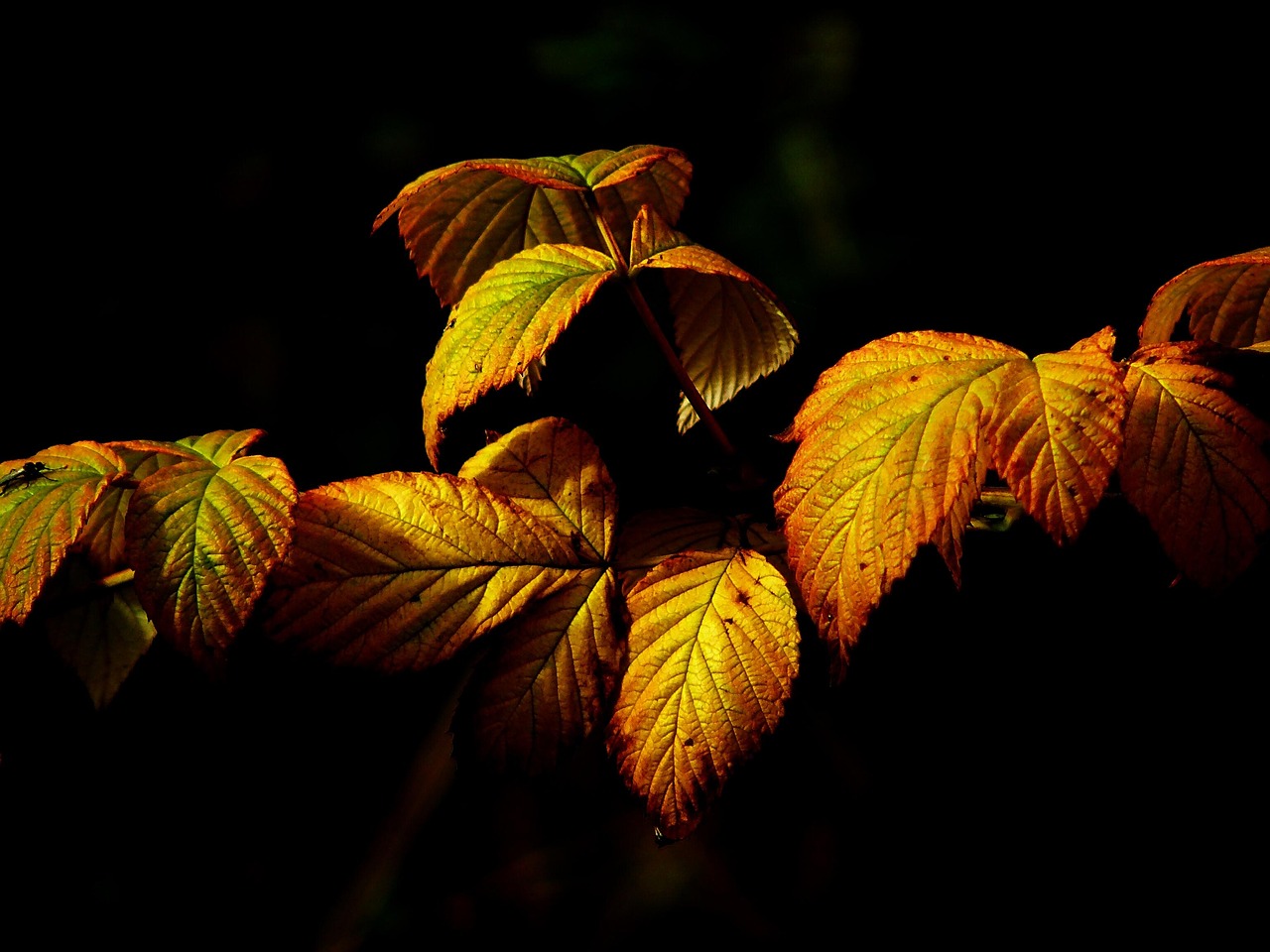 紅葉が見える温泉宿泊でペアにおすすめの貸切露天風呂は？