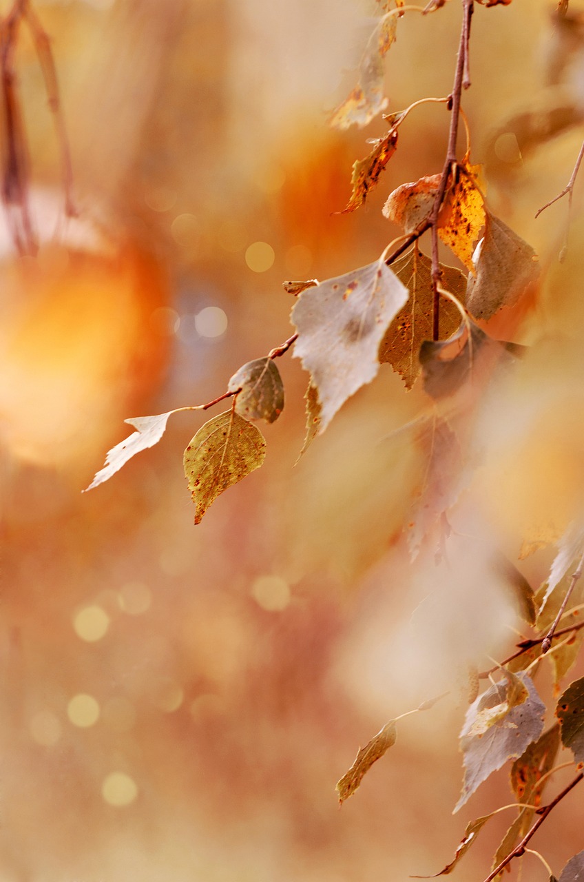 紅葉の絶景温泉宿泊でペア向けおすすめ貸切はどこ？