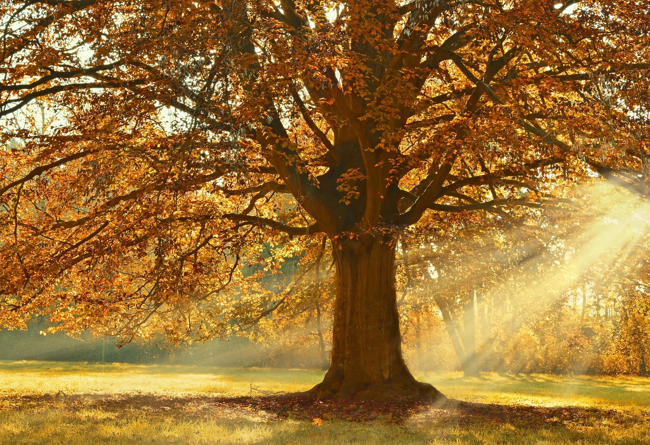 紅葉を楽しむ温泉デートに最適なペア旅行おすすめプランは？