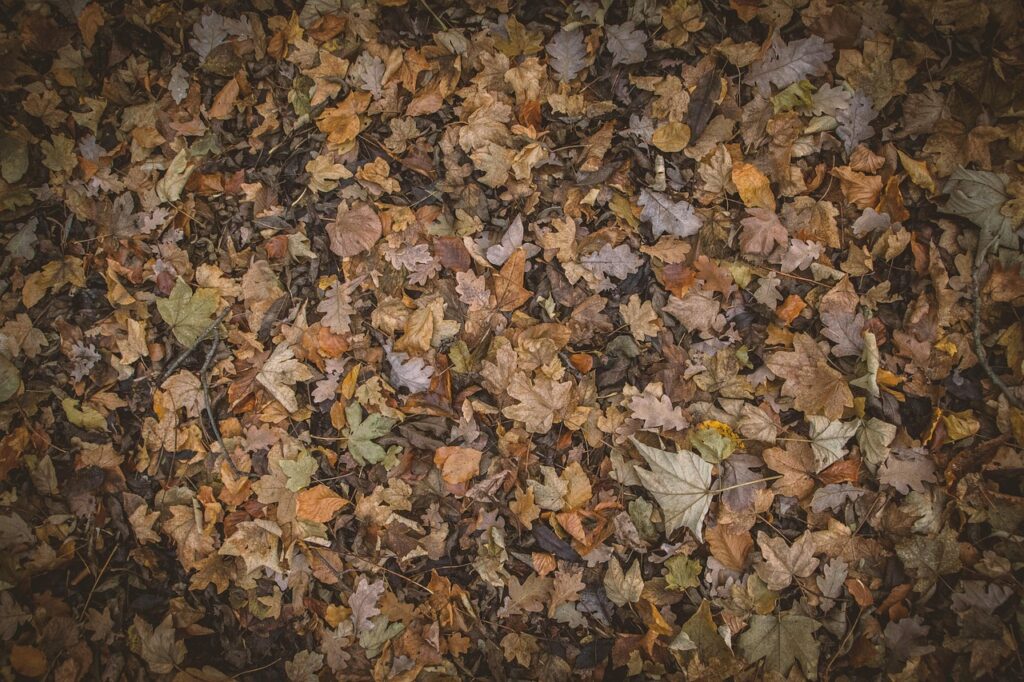 紅葉を楽しむ温泉宿泊のペアおすすめプランと貸切風呂の魅力は？