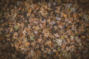 紅葉を楽しむ温泉宿泊のペアおすすめプランと貸切風呂の魅力は？