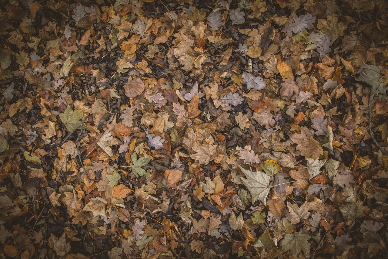 紅葉を楽しむ温泉宿泊のペアおすすめプランと貸切風呂の魅力は？