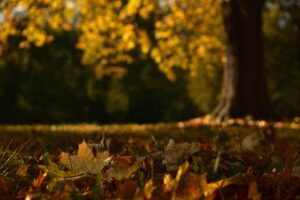 紅葉を楽しむ温泉宿泊のペア限定おすすめ宿泊プランは？