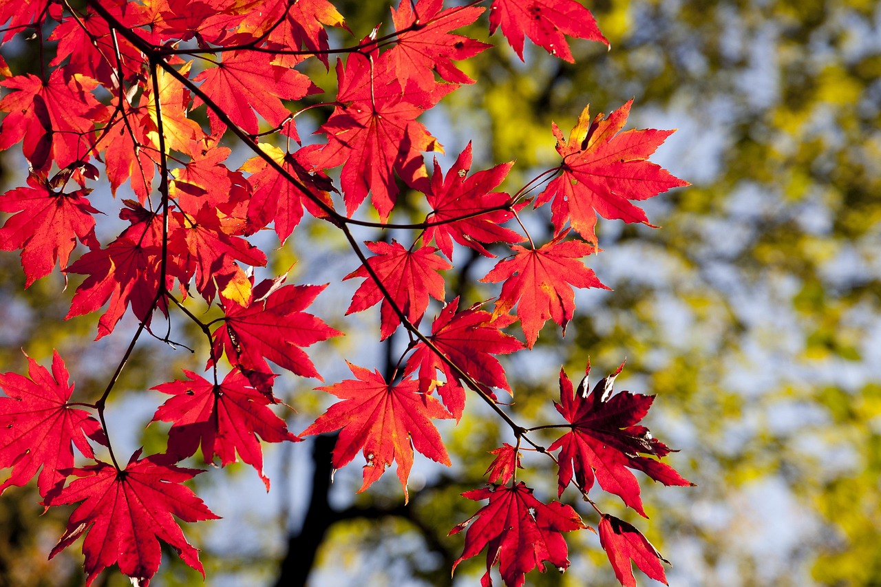 紅葉を楽しむ温泉旅行にぴったりのペアおすすめ貸切露天プランは？