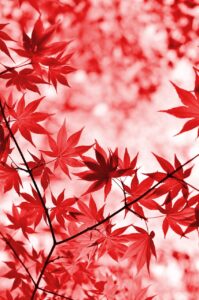 紅葉を楽しむ絶景の温泉宿泊でペア専用貸切風呂はどこがおすすめ？