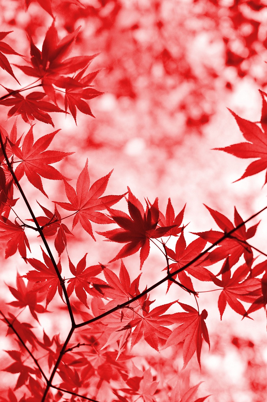 紅葉を楽しむ絶景の温泉宿泊でペア専用貸切風呂はどこがおすすめ？