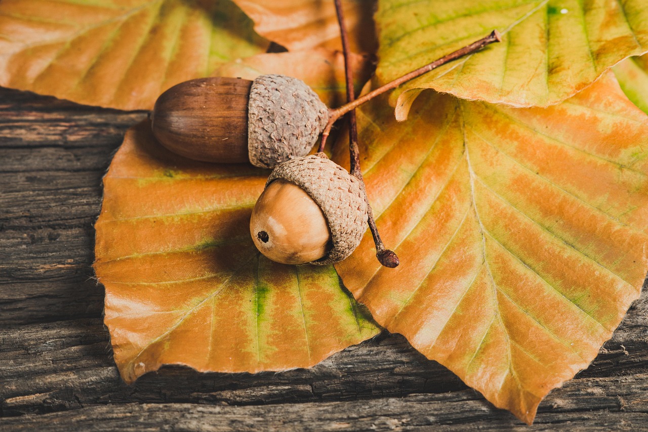 紅葉絶景温泉宿泊でペア向けおすすめの貸切はどこ？
