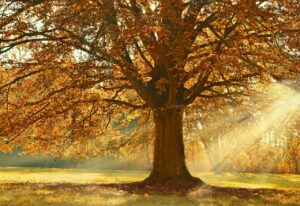 紅葉絶景温泉宿泊で楽しむペア専用おすすめ貸切プランは？