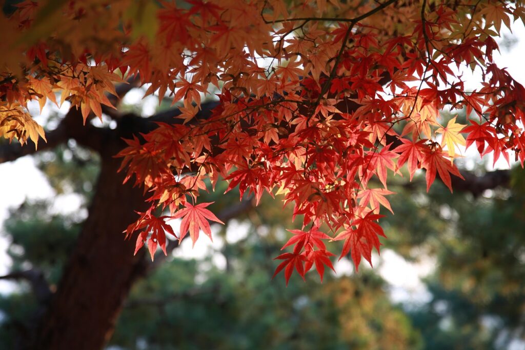 紅葉と温泉を楽しむペア旅行に最適なデート向け貸切プランは？