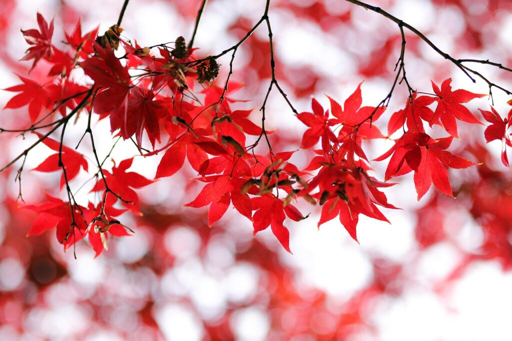紅葉を楽しむ温泉でのペア旅行におすすめのデート向け貸切プランは？