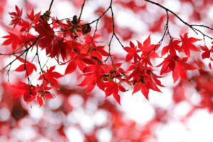 紅葉を楽しむ温泉でのペア旅行におすすめのデート向け貸切プランは？