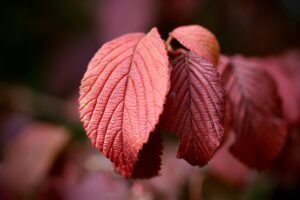 紅葉を楽しむ温泉宿泊のペア専用絶景貸切プランはどこで見つけられる？