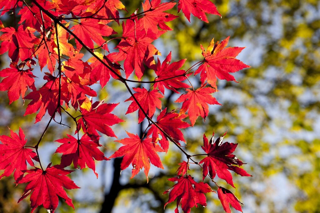 紅葉を楽しむ温泉宿泊のペア旅行プランでおすすめの貸切露天は？