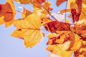 紅葉見頃の温泉宿泊で楽しむペア貸切おすすめ宿は？