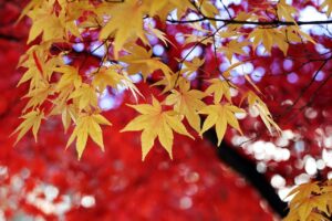 紅葉を楽しむ温泉デートのペアプランに最適な貸切露天は？
