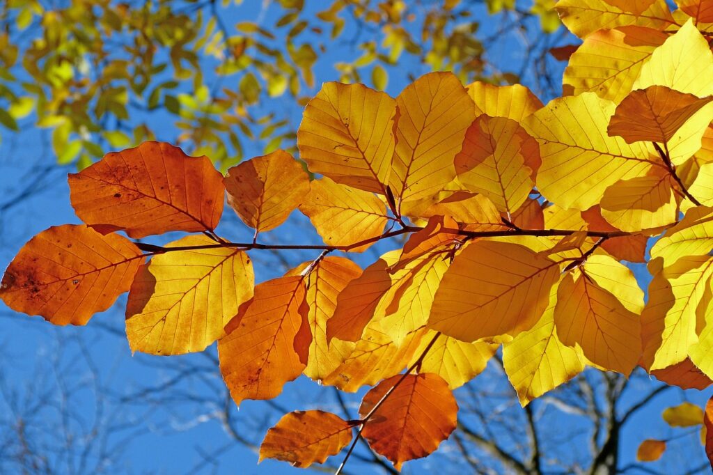 紅葉を楽しむ絶景温泉のペア限定宿泊プランはどこにある？
