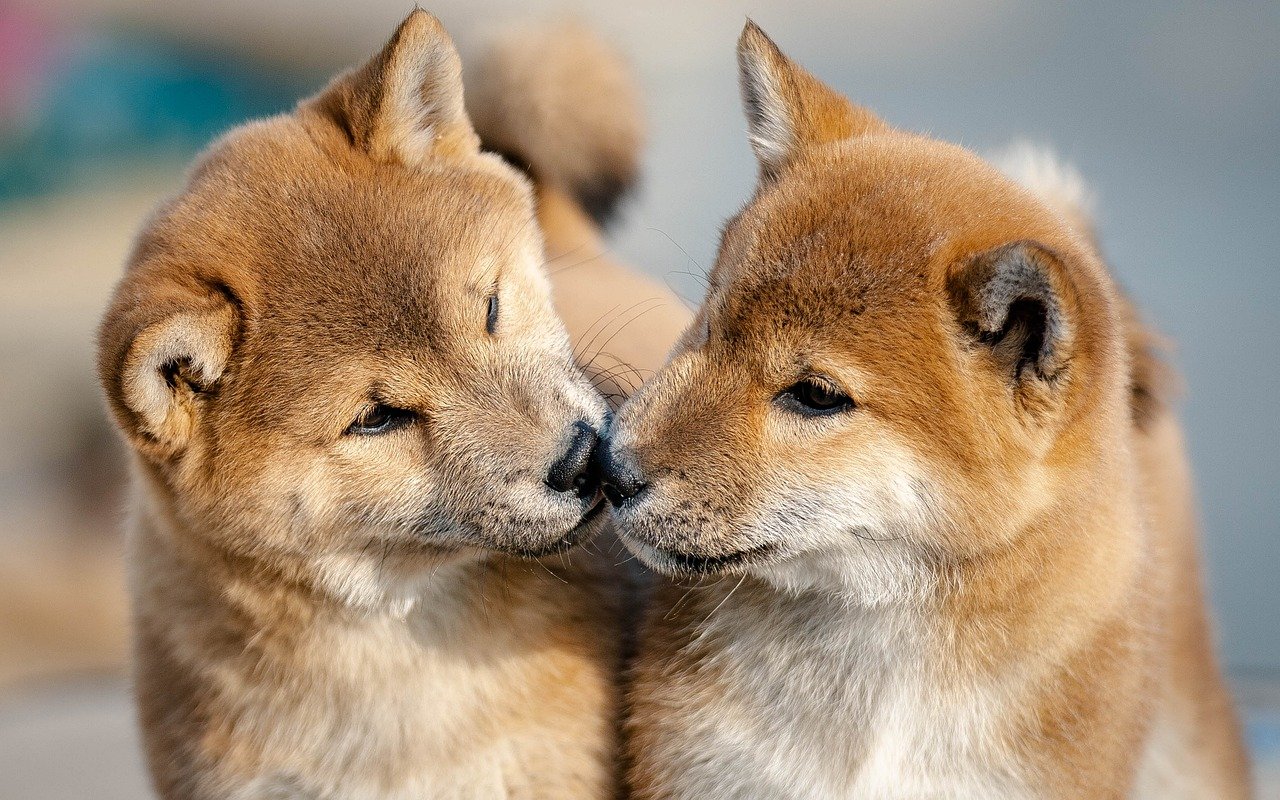 紅葉温泉で楽しむペアプランはデートに最適？