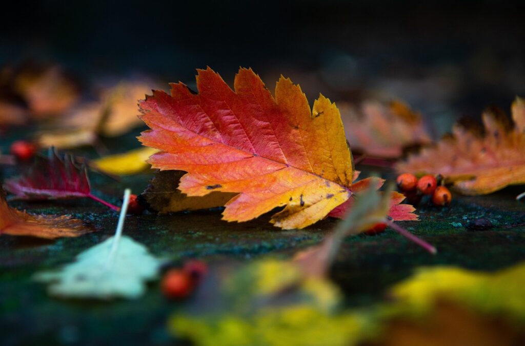 同棲カップルにおすすめの紅葉が楽しめる貸切温泉ペアプランがある高級旅館は？