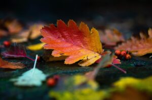 同棲カップルにおすすめの紅葉が楽しめる貸切温泉ペアプランがある高級旅館は？