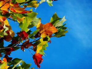 紅葉の見頃にぴったりな温泉宿のペアプランおすすめは？