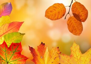 紅葉を楽しむ貸切温泉のペアプランおすすめは？