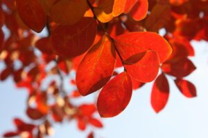 遠距離カップルにおすすめの紅葉を楽しむ貸切温泉ペアプランがある高級旅館は？