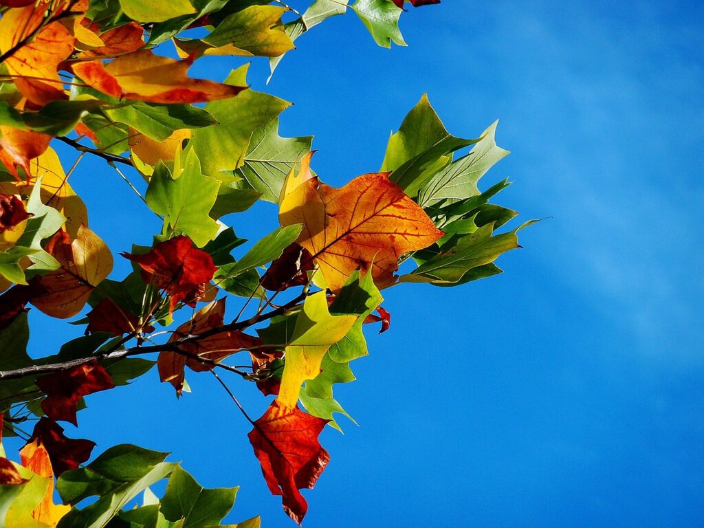 アウトドア派カップルにおすすめの紅葉を楽しむ貸切温泉の安いペアプランは？